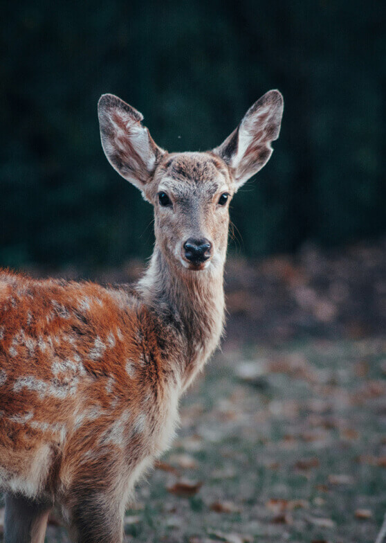 Reh mit geflecktem Fell blickt frontal.