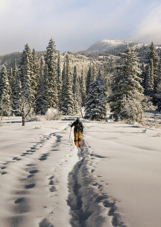 Person geht im Schnee mit Stöcken, Nadelbäume und Berge.